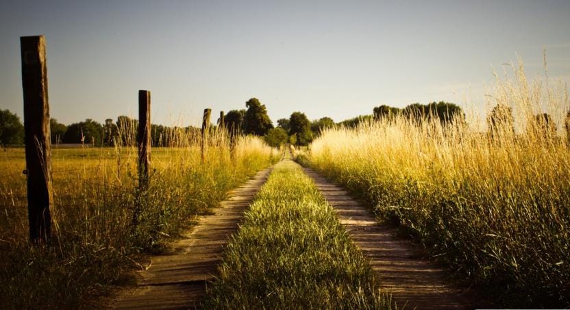 rural field in Wellington North