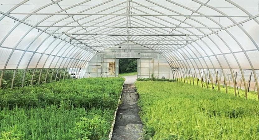 greenhouse interior